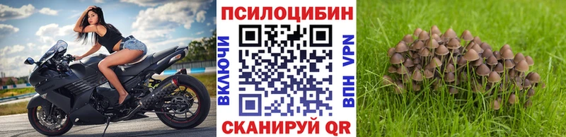 Купить  Ленинск-Кузнецкий  Галлюциногенные грибы Psilocybine cubensis 
